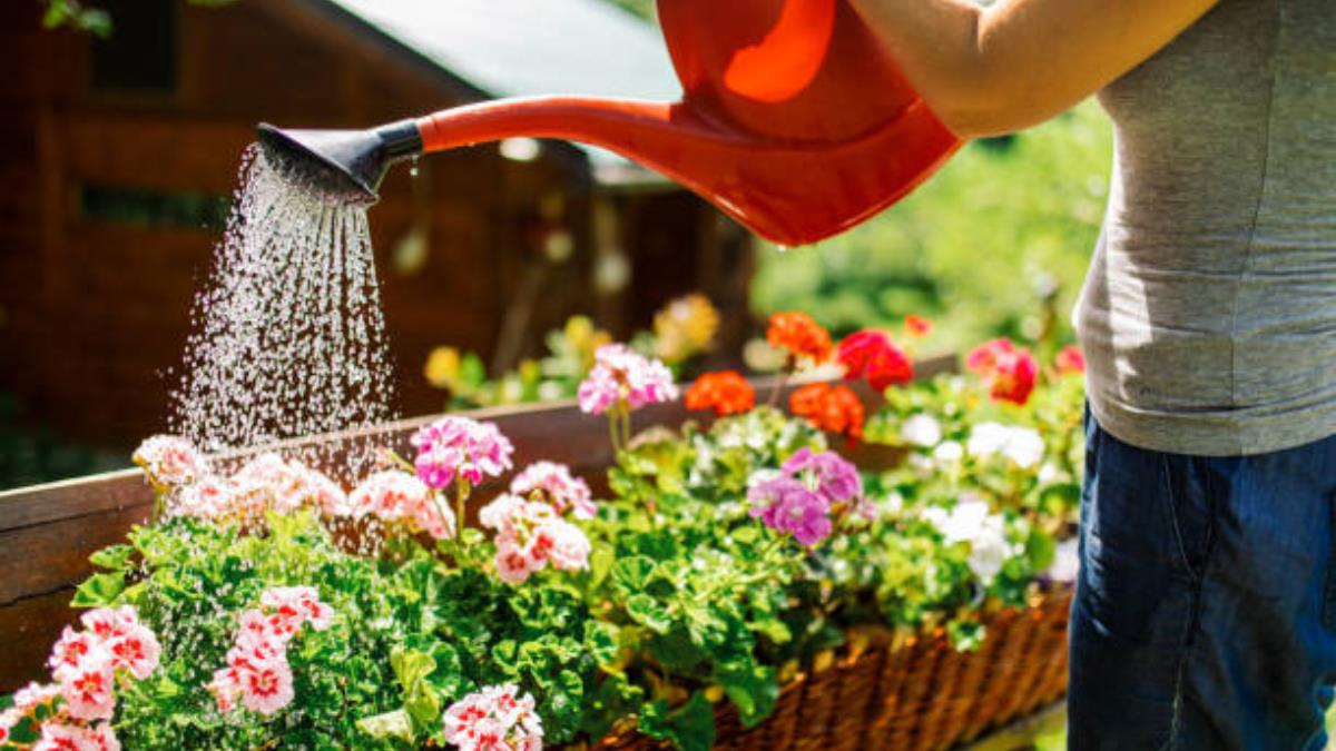 El secreto de expertos en jardinería para cuidar las plantas en verano y evitar que se sequen